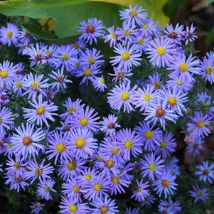 

Астра кустарниковая Леди ин Блю