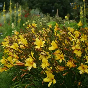 

Лилейник Корки