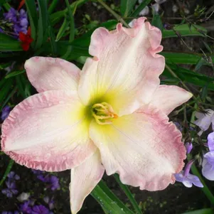 

Лилейник Сюзан Вебер