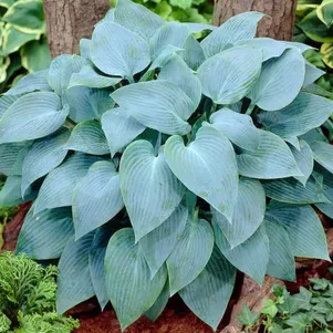 

Хоста Корулеа Блю (L)