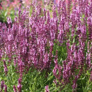 

Шалфей (сальвия) дубравный Мерло Роз