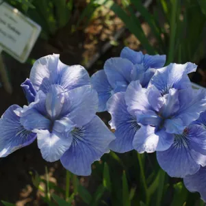

Ирис сибирский Блау Шведен