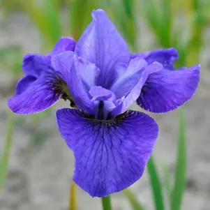 

Ирис сибирский Харпсвелл Аллилуйя