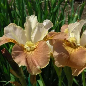 

Ирис сибирский Пикок Батерфляй Дринк ю Ти