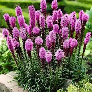 

Лиатрис Кобольд