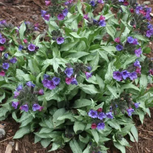 

Медуница Диана Клэр