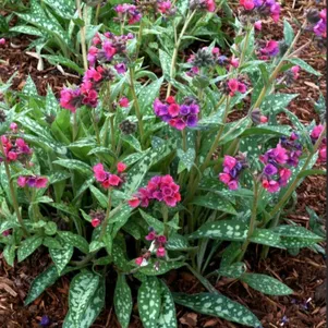 

Медуница Марджери Фиш