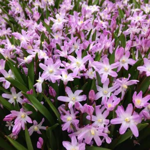 

Хионодокса Пинк Джиант