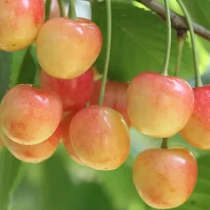 

Черешня Северная