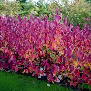 

Дерен Сибирика