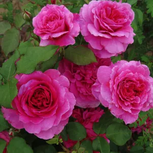 

Роза Габриэль Оук, Д.Остин кустарниковая (лиц)