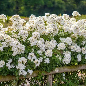 

Роза Кью Гарденс, Д.Остин кустарниковая (лиц)