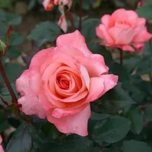 

Роза Вайкики