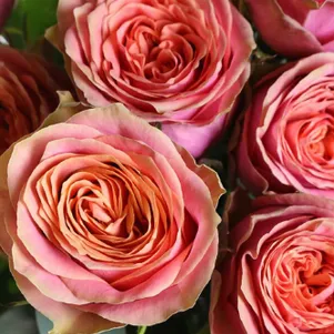 

Роза Вайлд Лук