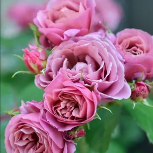 

Роза Аои японская