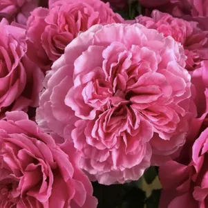 

Роза Принцесса Мейко