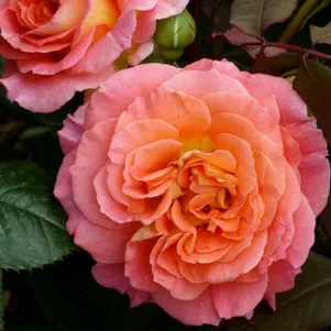 

Роза Мами Дитьер