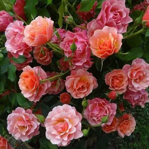 

Роза Жан Кокто флорибунда