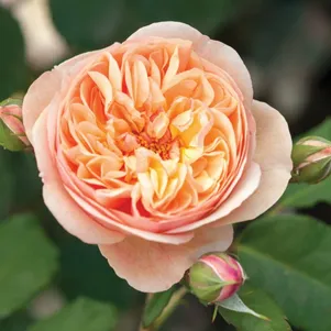 

Роза Наталия Фрайла