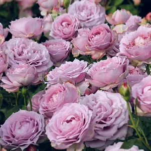 

Роза Новалис флорибунда