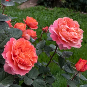 

Роза Этруска чайно-гибридная