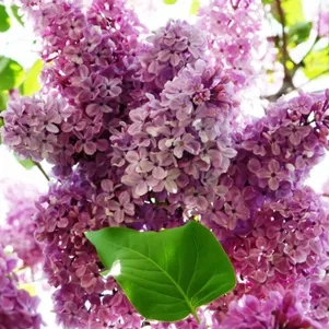 

Сирень Изобилие