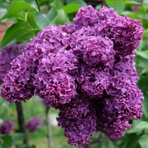 

Сирень Космос