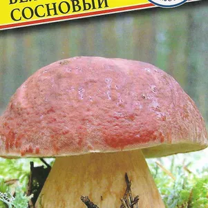 

Белый гриб сосновый 50 мл, Семена Престиж