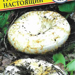 Груздь настоящий 50 мл Семена Престиж 146₽