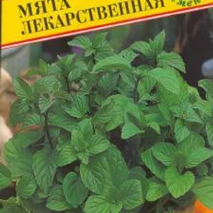 

Мята лекарственная 0,05 г, Семена Престиж