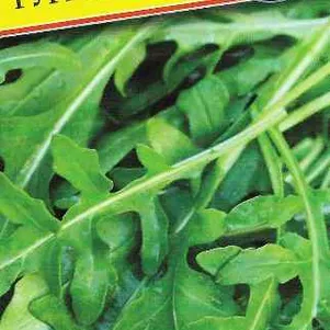 Руккола Индау Гурман дикая 05 г Семена Престиж 38₽