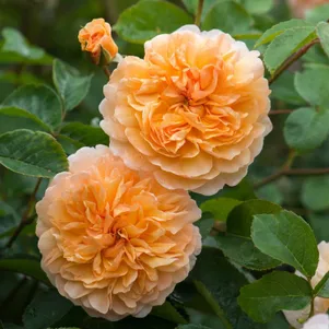 

Роза Порт Санлайт