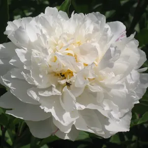 

Пион Поющий Источник белый