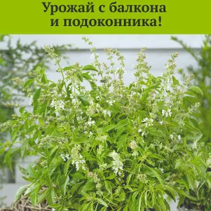 Базилик Свежесть А овощной 01 Семена Поиск 74₽