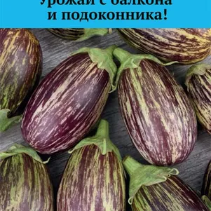 Баклажан Полосатик 5 шт Семена Поиск 206₽