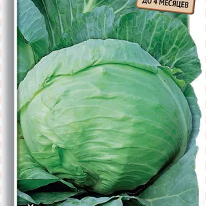 

Капуста Харьковская зимняя белокочанная 0,5 г, Семена Поиск