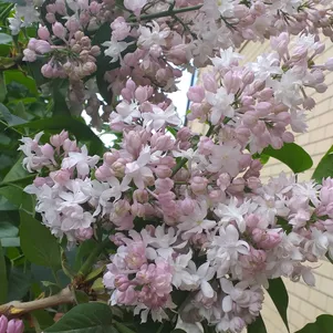 

Сирень Красавица Москвы