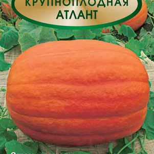 Тыква Атлант крупноплодная цп 5 шт Семена Поиск 70₽