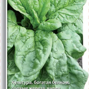 Шпинат Жирнолистный цп 3 г Семена Поиск 49₽