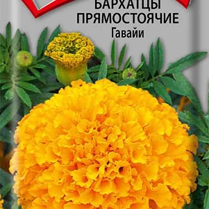 

Бархатцы прямостоячие Гавайи 0,4, Поиск