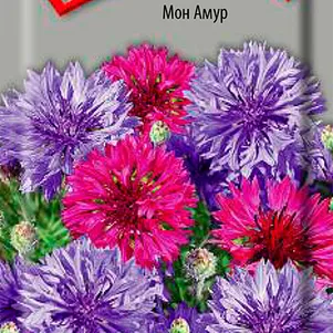 

Василек Мон Амур 1, Поиск
