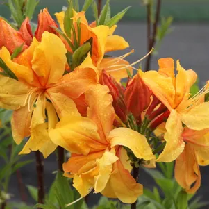 

Рододендрон (Азалия) Чардаш желтый