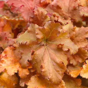 

Гейхера Годжиберри