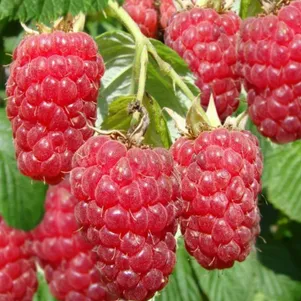 

Малина Терентий