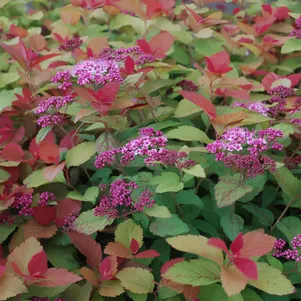 

Спирея Дабл Плэй Биг Бэнг (Трэйси)