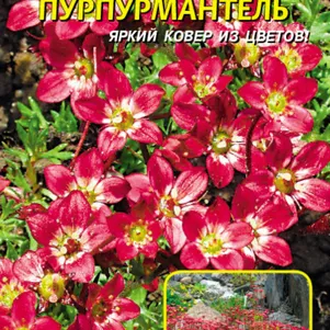 

Камнеломка Пурпурмантель, 0,01 гр, Плазменные семена