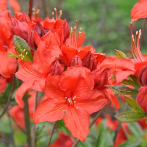 

Рододендрон (Азалия) Бриллиант