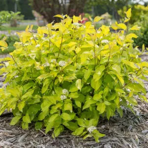 

Дерен Неон Берст белый