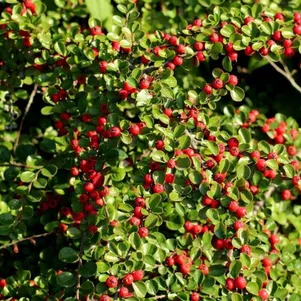 

Кизильник Даммера Стрейбс Файндлинг