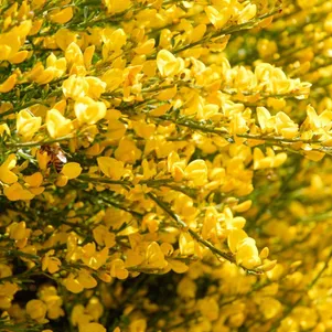 

Ракитник Голден Санлайт